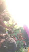 _lironatias Altpins Profile Picture