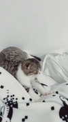 sonia_litvanchuk Altpins Profile Picture