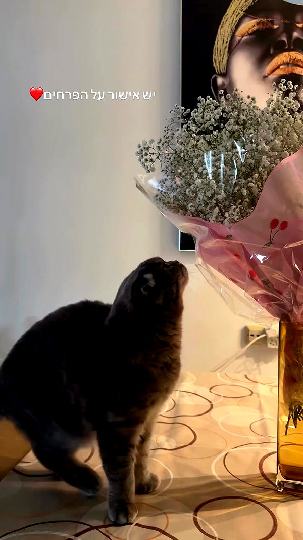holllly.molly archive video preview