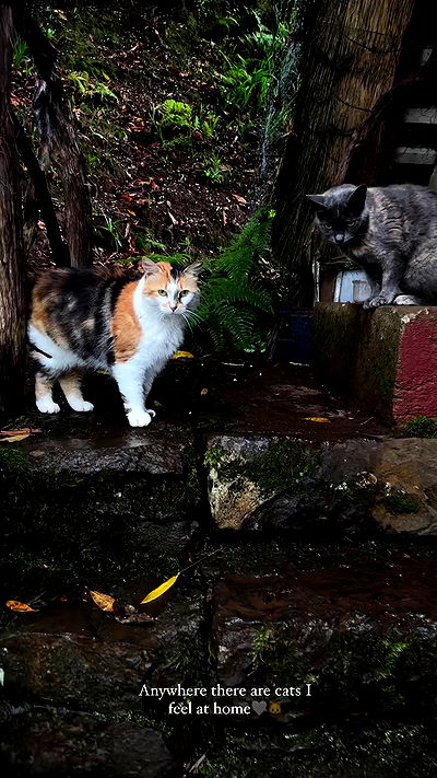 taylor.creeden taylor.creeden archive video