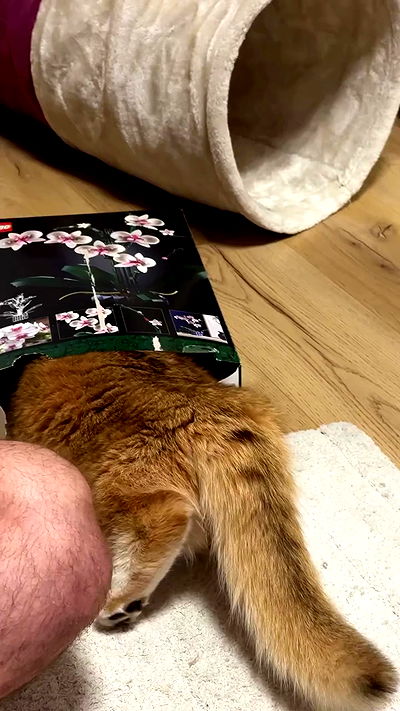 itsilanosh itsilanosh archive video