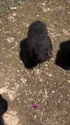 rott3nbambi Altpins Profile Picture