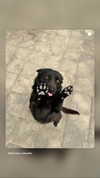 liashaked Altpins Profile Picture