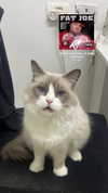 simp_for_cats_ Altpins Profile Picture