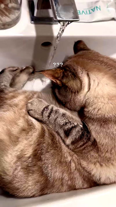 suikomuu suikomuu archive video