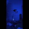 bugz4brainz Altpins Profile Picture