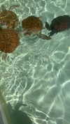 vanessa.rhd Altpins Profile Picture