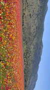libby_reut Altpins Profile Picture