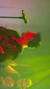 dustheadd Altpins Profile Picture