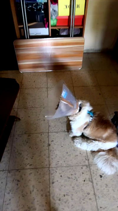 _._dianush._ _._dianush._ archive video