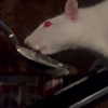 novahnovielli Altpins Profile Picture
