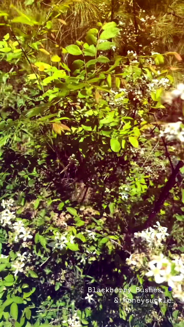 sarah.anne.dipity archive video preview
