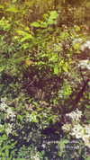 sarah.anne.dipity Altpins Profile Picture