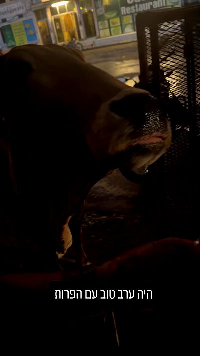 ronyida_ ronyida_ archive video