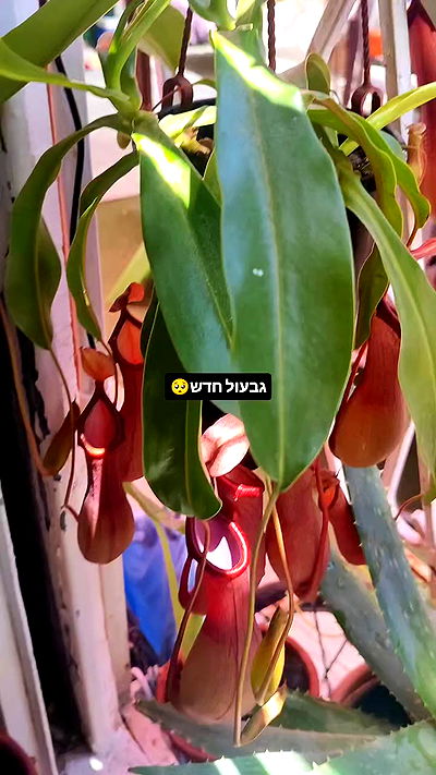 1justsabi 1justsabi archive video