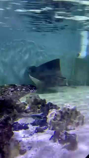astarwbry_ archive video preview
