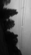 veildose Altpins Profile Picture
