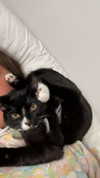 sydney_melman Altpins Profile Picture
