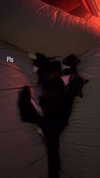 sydney_melman Altpins Profile Picture