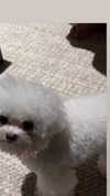 maymay_hitomi Altpins Profile Picture
