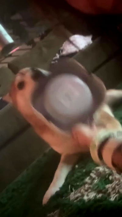 zommmbri zommmbri archive video