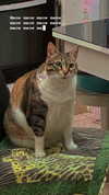 michelle_izraeli Altpins Profile Picture