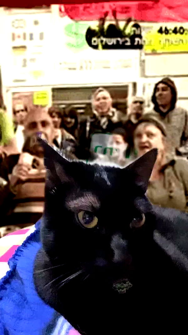 feelbetterinmysweater archive video preview