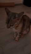 emelye.ender Altpins Profile Picture