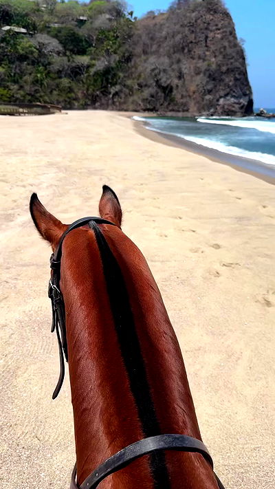 carolinezalog carolinezalog archive video