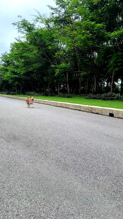 kesemgreenyer kesemgreenyer archive video