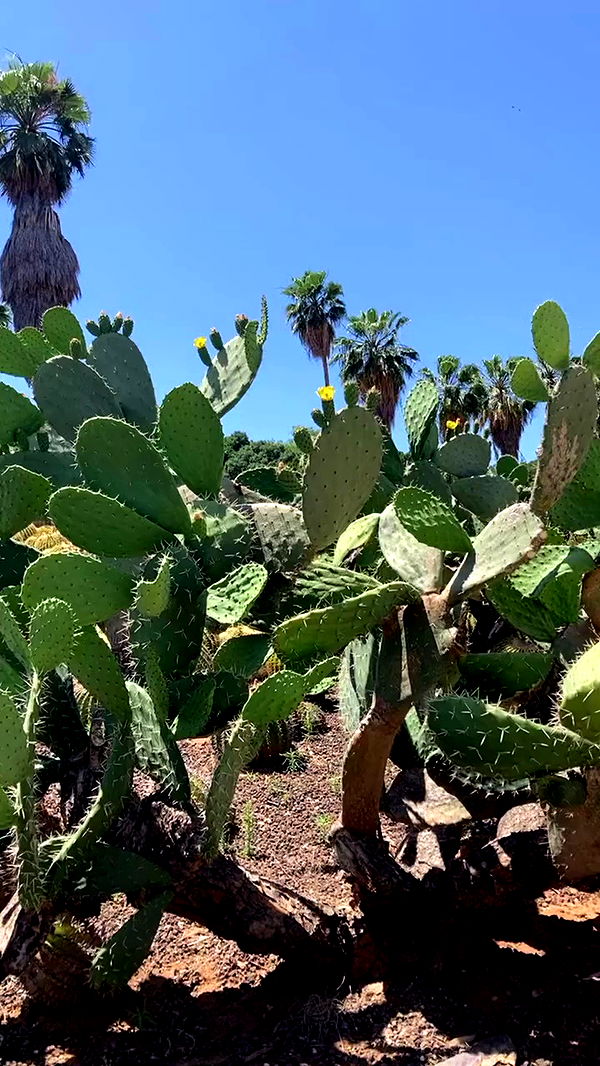 shanikaneko archive video preview