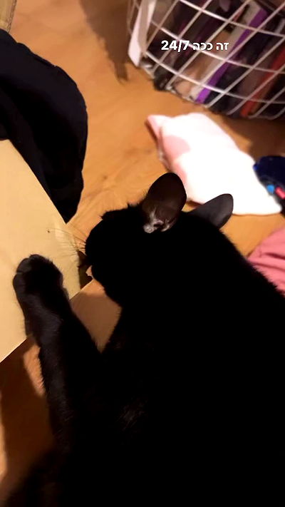 hellokittyangel666 hellokittyangel666 archive video