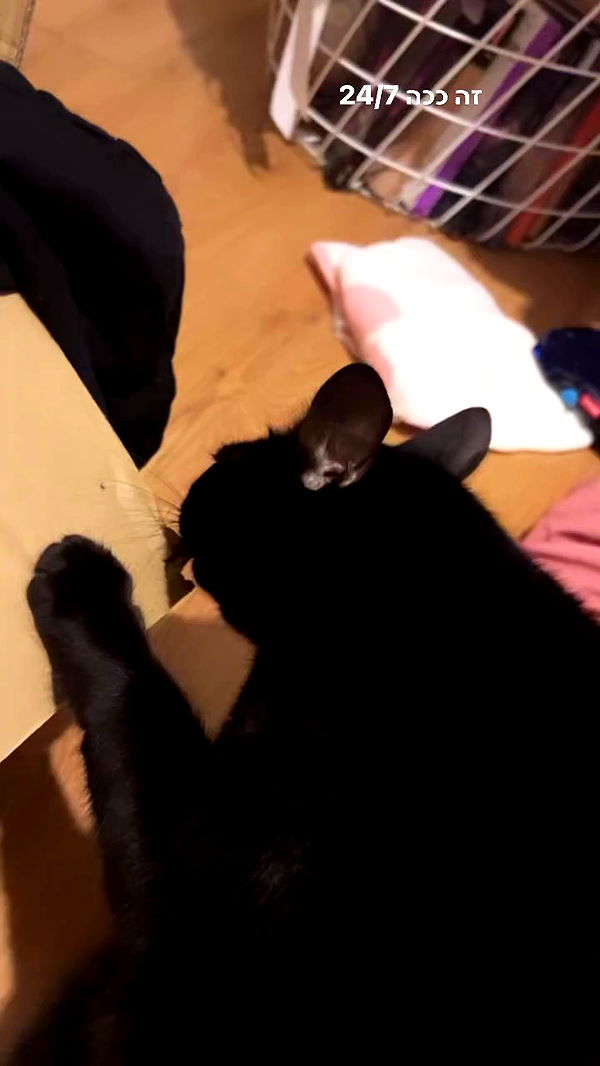 hellokittyangel666 archive video preview