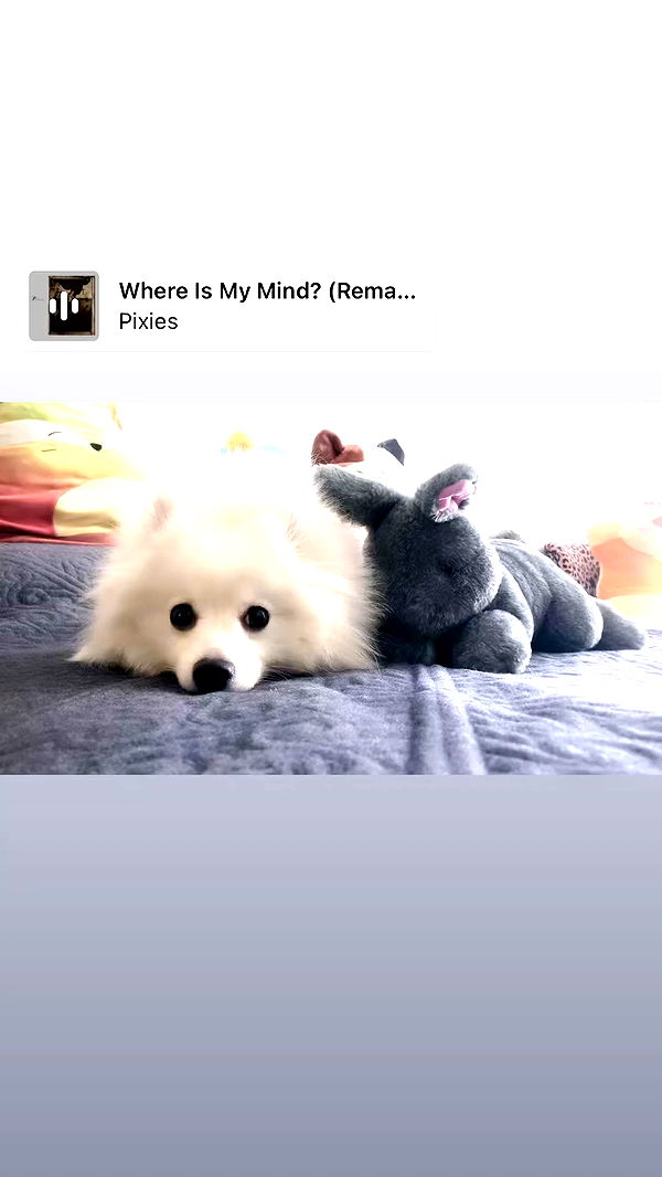 romy_ayalla_lavi archive video preview