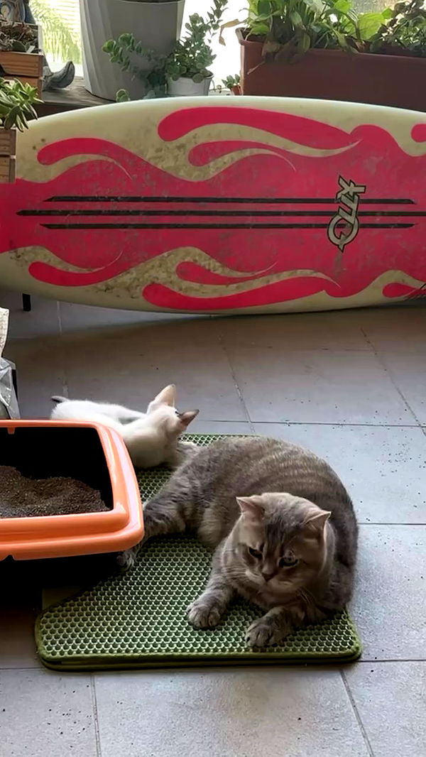 natalllluli archive video preview