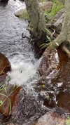 thelauren111 Altpins Profile Picture