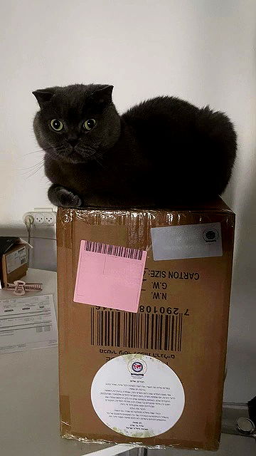 dustheadd dustheadd archive video