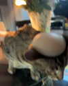 itshannahowo Altpins Profile Picture