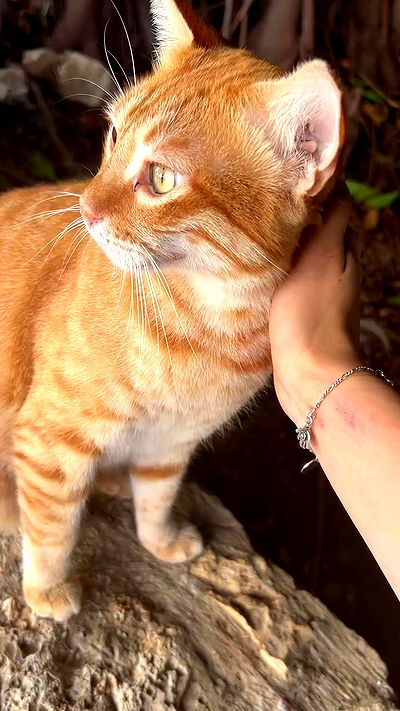 feelbetterinmysweater feelbetterinmysweater archive video