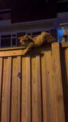 kittymerritt Altpins Profile Picture
