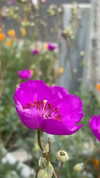 sydney_melman Altpins Profile Picture