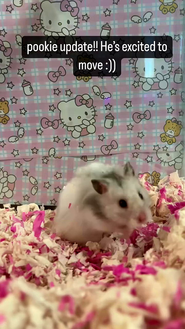 pockycatt archive video preview