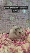 pockycatt Altpins Profile Picture