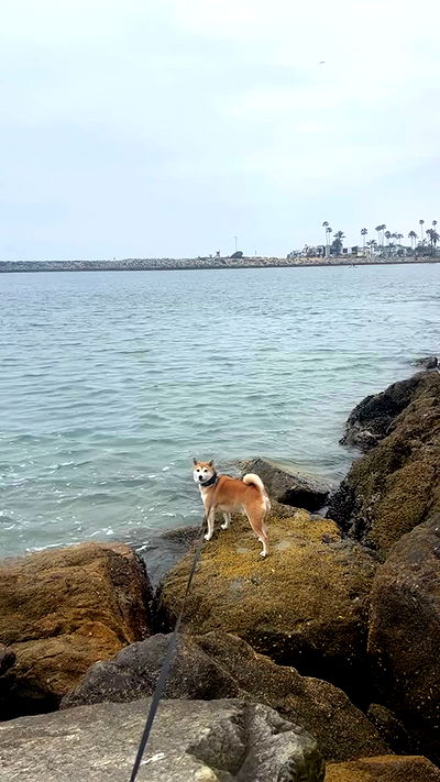 zommmbri zommmbri archive video