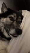 magg0tfleshh Altpins Profile Picture