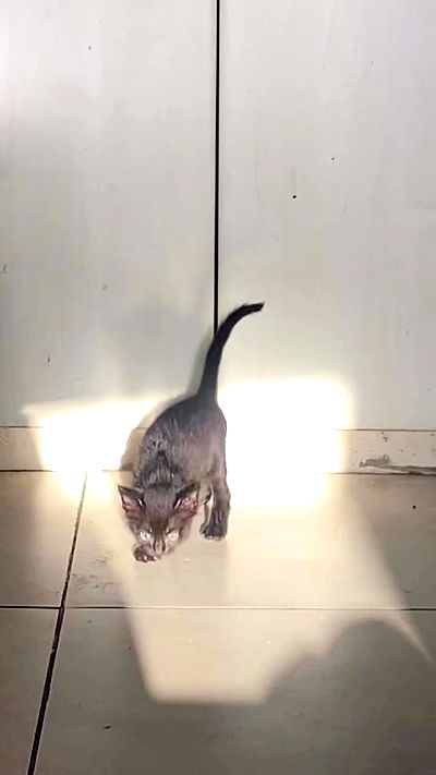 babynympho_archive babynympho_archive archive video