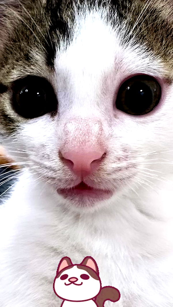 liashaked archive video preview