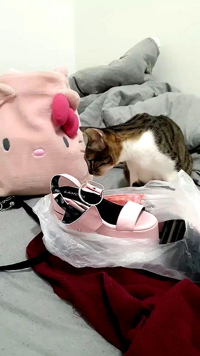 yam_adler yam_adler archive video