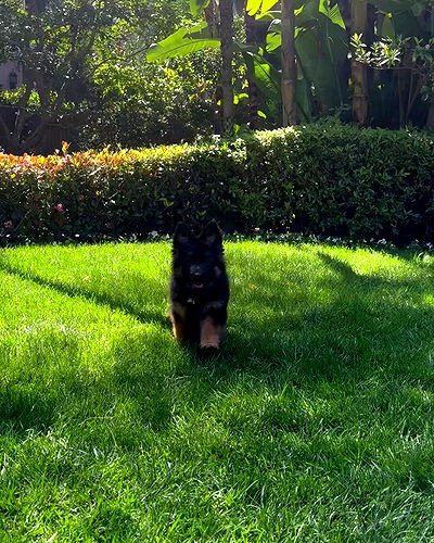 sydney_sweeney sydney_sweeney archive video