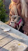 ellauk Altpins Profile Picture